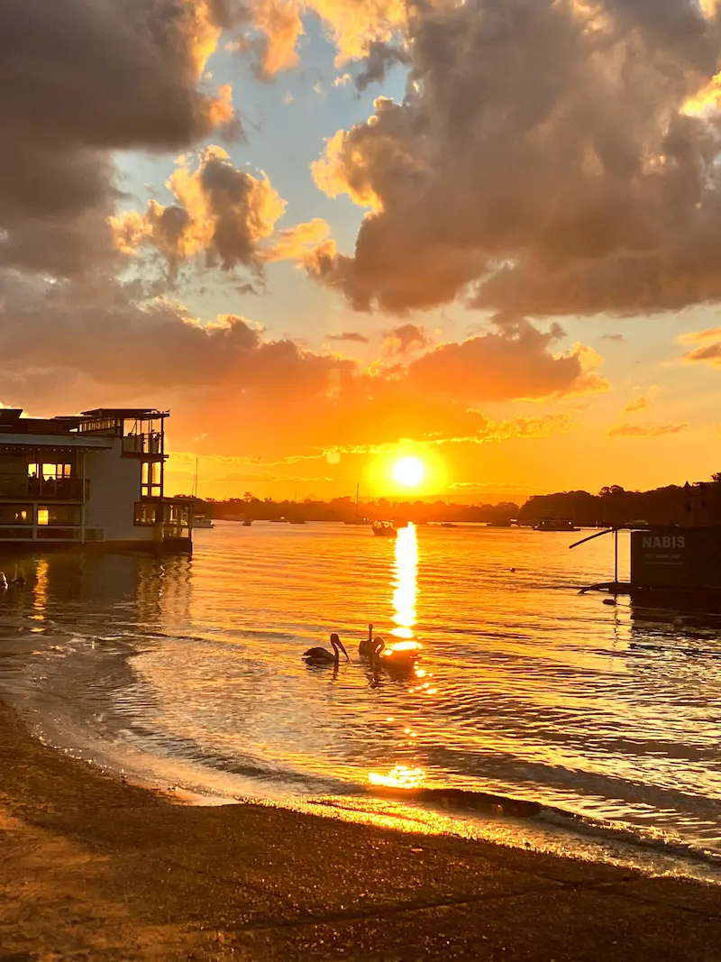 Noosa River sunset with pelicans